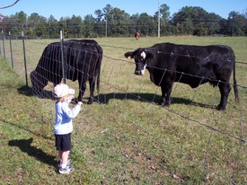 Mon 05 Nov 2007 10:54:26 AM

Andrew loves granddaddy's cows.