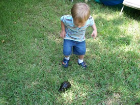 Thu 24 Jul 2008 02:06:27 PM

Papa A. brought Andrew a turtle that he found crossing the road.  Later, Andrew and Dad decided to let him go in the ditch behind our house.
