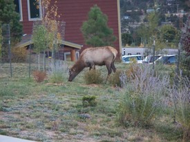 Wed 08 Oct 2008 08:05:52 PM

When we arrived at the Mary's Lake Lodge, in Estes Park, CO, we were greeted by a few elk...