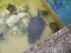 Sat 28 Nov 2009 11:32:17 AM

This is a GIANT alligator snapping turtle.  The picture does not do him justice.