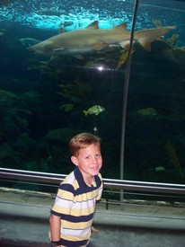 Wed 22 Feb 2012 10:28:58 AM

Andrew was nervous about standing in front of this shark tank by himself.