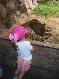 Sat 19 Nov 2011 02:36:46 PM

Gracie says hello to a jaguar.