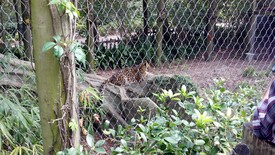 Sat 19 Nov 2011 12:27:27 PM

A panther.