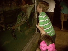 Thu 25 Jul 2013 06:53:14 PM

Lilly is the alligator in the tank.