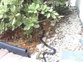 Fri 08 May 2015 05:12:41 PM

Gracie or Andrew (can't recall which) snapped a photo of one of the black snakes that lives around our house.