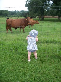 Mon 02 Aug 2010 02:17:31 PM

Gracie checks out Grandaddy's cows.
