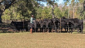 Sun 01 Dec 2024 12:29:36 PM