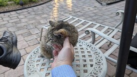 Tue 29 Apr 2025 07:19:15 PM