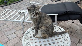 Sat 26 Jul 2025 08:00:35 PM