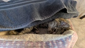 Sat 31 Jan 2026 03:19:29 PM